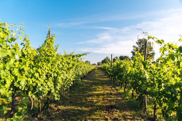 Succombez au charme intemporel des vins des Côtes du Rhône